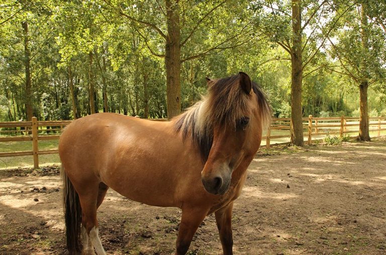 Paardrijden | B&B Dotter17 - Breng Je Eigen Paard Mee En Ga Op Stap